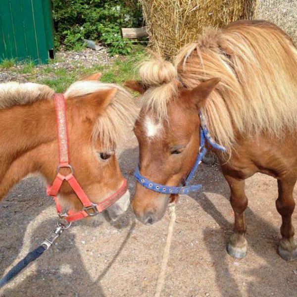 Mögen sich auf Anhieb: Gnadenhof-Pferde Emma (l.) und Otto Mögen sich auf Anhieb: Gnadenhof-Pferde Emma (l.) und Otto / © 2014 Arche KaNaum (D.N.)