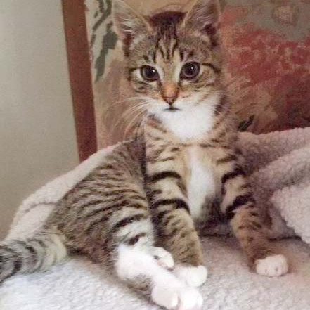 Kätzin Tammy Kätzin Tammy / © 2014 Arche KaNaum (DN)