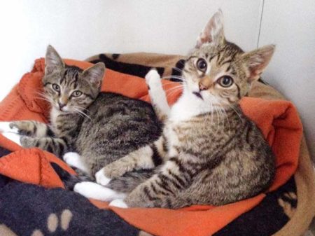 Kätzin Tammy (r.) und Kater Elliot beim Kuscheln / © 2014 Arche KaNaum (DN)