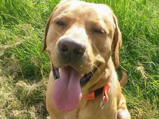 Zuhause gesucht: Labrador-Rüde Dakota / © 2014 Privat