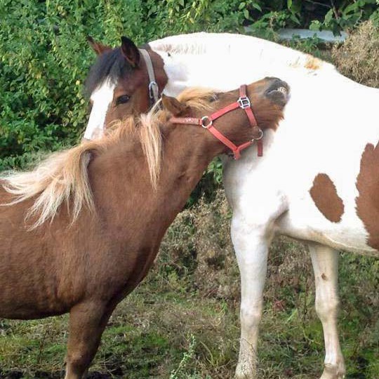 Gnadenhof-Pferd Otto hat sich mit Übergangskumpel Brösel angefreundet Gnadenhof-Pferd Otto hat sich mit Übergangskumpel Brösel angefreundet / © 2014 Arche KaNaum (DN)