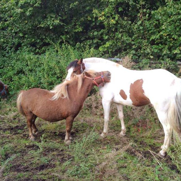 Gnadenhof-Pferd Otto hat sich mit Übergangskumpel Brösel angefreundet Gnadenhof-Pferd Otto hat sich mit Übergangskumpel Brösel angefreundet / © 2014 Arche KaNaum (DN)