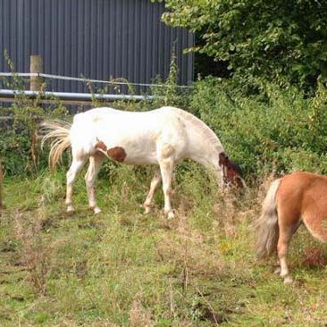 Gnadenhof-Pferde Otto (l.) und Emma (r.) mit Übergangskumpel Brösel Gnadenhof-Pferde Otto (l.) und Emma (r.) mit Übergangskumpel Brösel / © 2014 Arche KaNaum (DN)