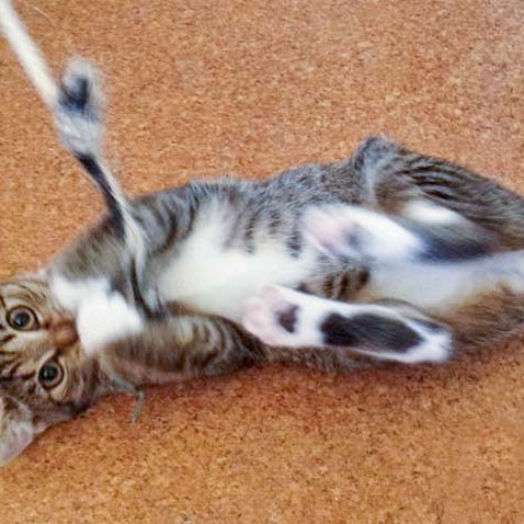 Kätzin Tammy Kätzin Tammy / © 2014 Arche KaNaum (DN)