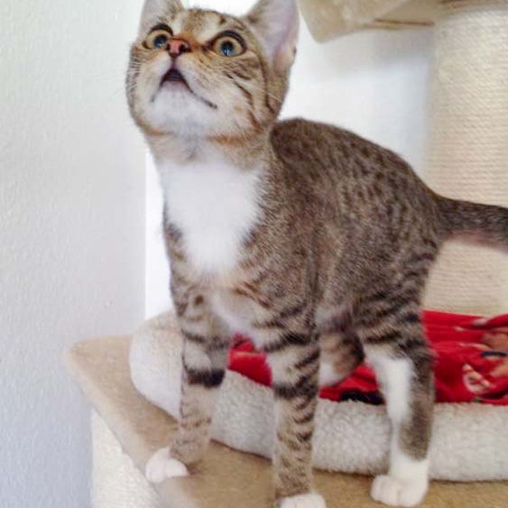 Kätzin Tammy Kätzin Tammy / © 2014 Arche KaNaum (DN)