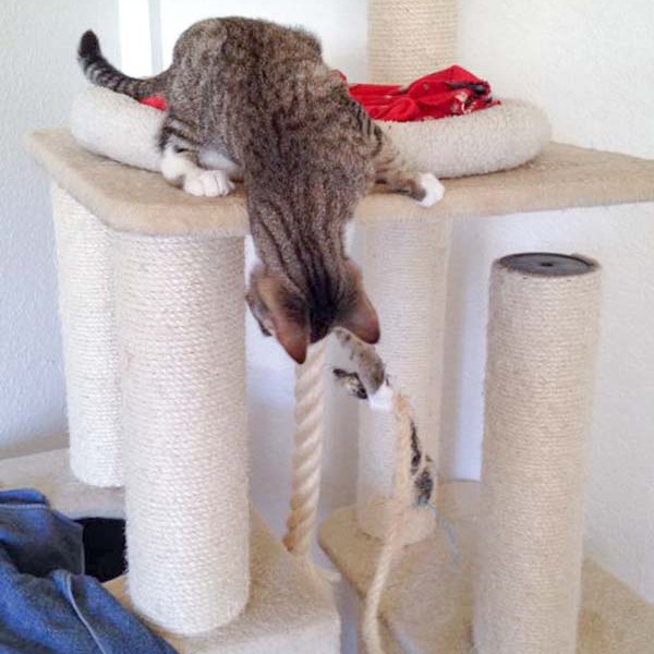 Kätzin Tammy Kätzin Tammy / © 2014 Arche KaNaum (DN)