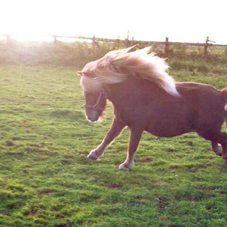 Gnadenhof-Pferd Otto genießt den Morgen Gnadenhof-Pferd Otto genießt den Morgen / © 2014 Arche KaNaum (DN)