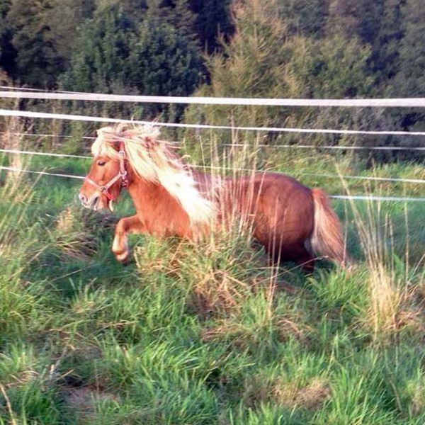 Gnadenhof-Pferd Otto genießt den Morgen Gnadenhof-Pferd Otto genießt den Morgen / © 2014 Arche KaNaum (DN)