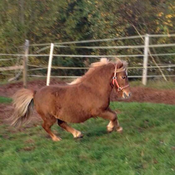 Gnadenhof-Pferd Otto genießt den Morgen Gnadenhof-Pferd Otto genießt den Morgen / © 2014 Arche KaNaum (DN)