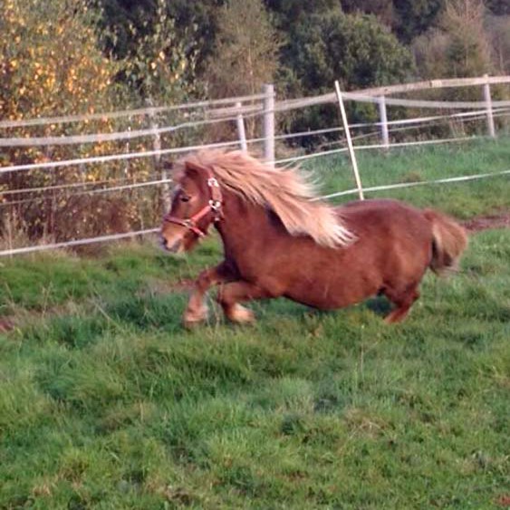 Gnadenhof-Pferd Otto genießt den Morgen Gnadenhof-Pferd Otto genießt den Morgen / © 2014 Arche KaNaum (DN)