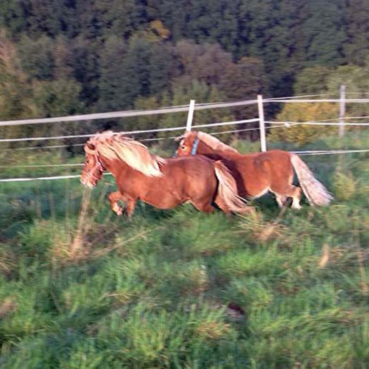 Gnadenhof-Pferde Otto (l.) und Emma genießen den Morgen Gnadenhof-Pferde Otto (l.) und Emma genießen den Morgen / © 2014 Arche KaNaum (DN)