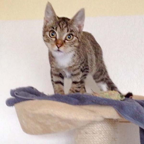 Kätzin Tammy Kätzin Tammy / © 2014 Arche KaNaum (DN)