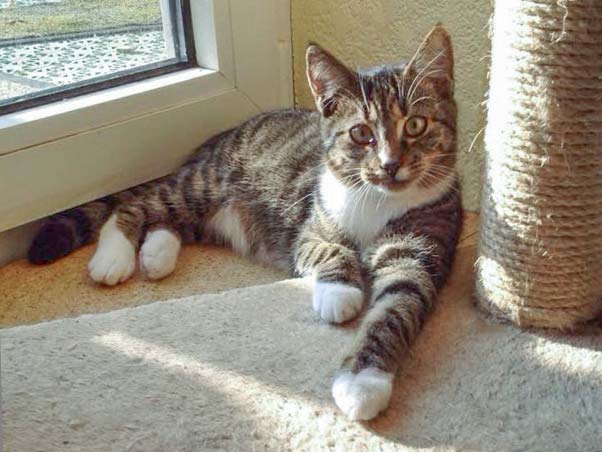 Kater Elliot / © 2014 Arche KaNaum (DN)