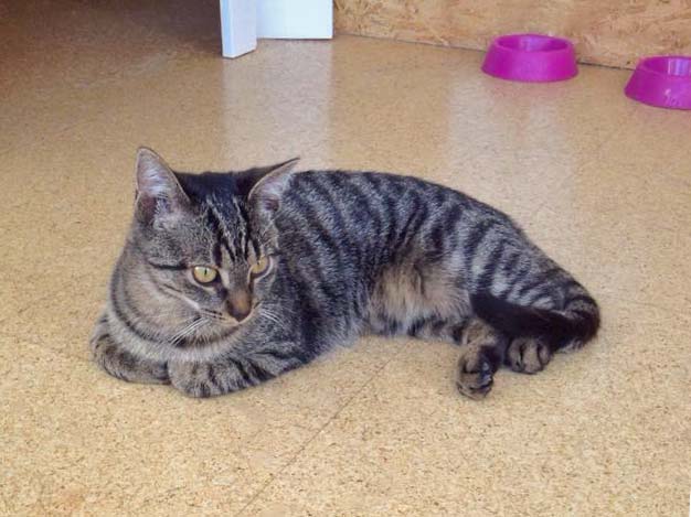 Kätzin Laura / © 2014 Arche KaNaum (DN)