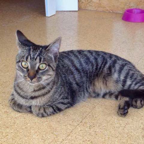 Kätzin Laura Kätzin Laura / © 2014 Arche KaNaum (DN)