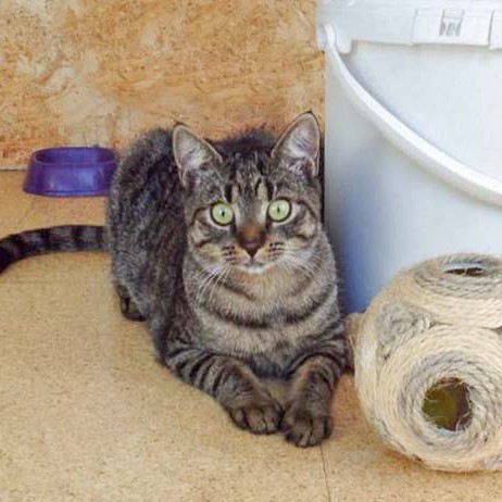 Kätzin Laura Kätzin Laura / © 2014 Arche KaNaum (DN)