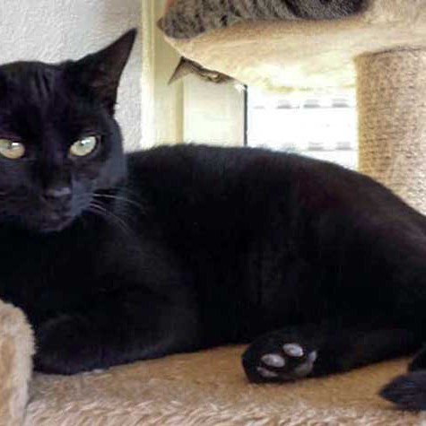 Kätzin Lucy Kätzin Lucy / © 2014 Arche KaNaum (DN)