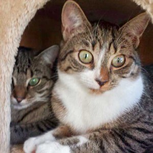 Kätzin Minka / © 2014 Arche KaNaum (DN)