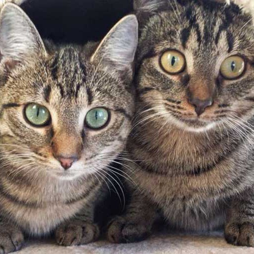 Kätzinnen Minu (l.) + Chucky / © 2014 Arche KaNaum (DN)