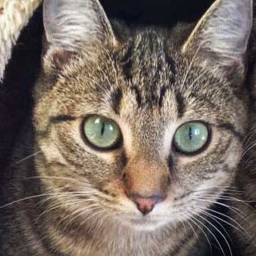 Kätzin Minu / © 2014 Arche KaNaum (DN)