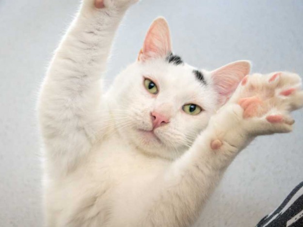 Kater Willi / © 2014 Arche KaNaum (NH)