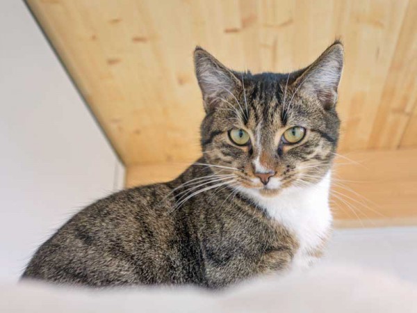 Kater Elliot / © 2015 Arche KaNaum (NH)