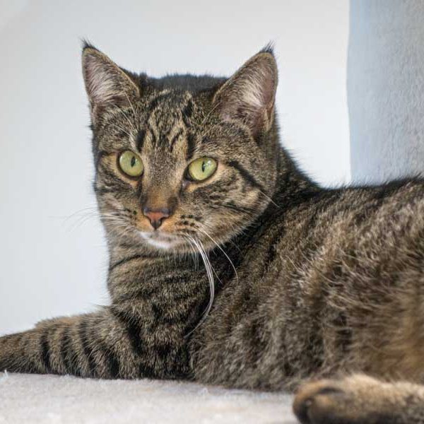 Kätzin Laura Kätzin Laura / © 2015 Arche KaNaum (NH)