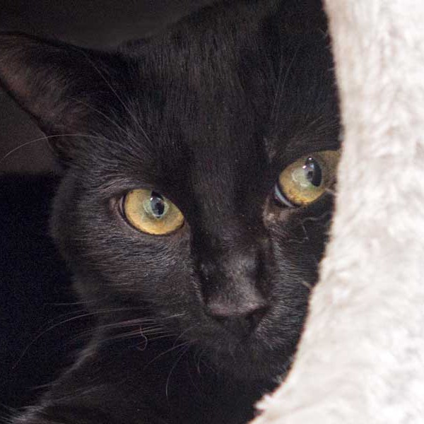 Kätzin Lucy Kätzin Lucy / © 2015 Arche KaNaum (NH)