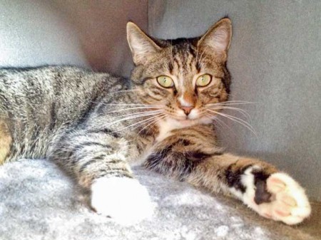 Kater Elliot / © 2015 Arche KaNaum (DN)