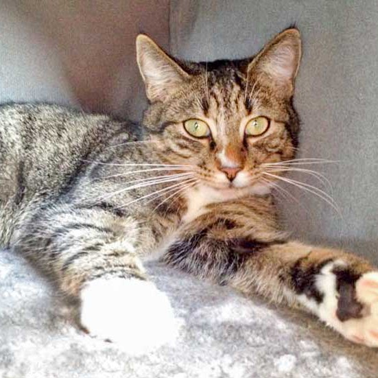 Kater Elliot / © 2015 Arche KaNaum (DN)