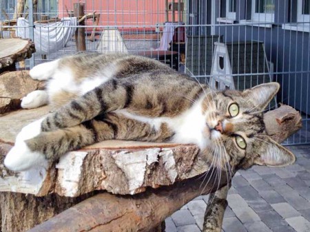 Kater Elliot / © 2015 Arche KaNaum (DN)