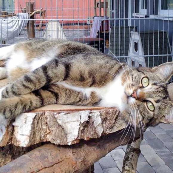 Kater Elliot / © 2015 Arche KaNaum (DN)