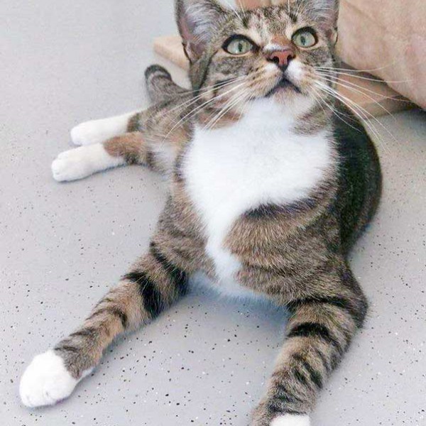 Kater Elliot / © 2015 Arche KaNaum (DN)