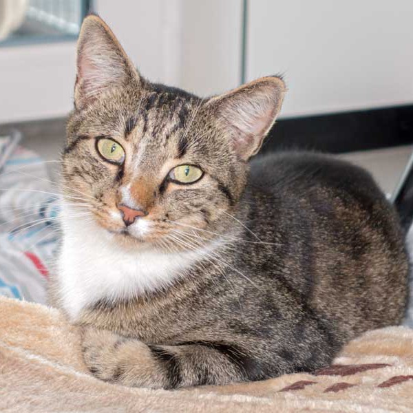 Kater Elliot / © 2015 Arche KaNaum (NH)