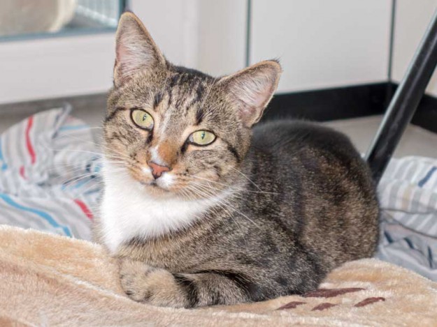 Kater Elliot / © 2015 Arche KaNaum (NH)