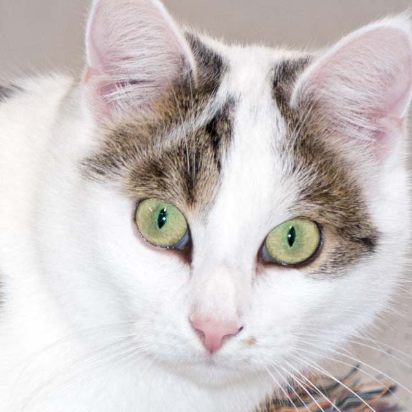 Kätzin Belly  /  © 2016 Arche KaNaum (NH) Kätzin Belly / © 2016 Arche KaNaum (NH)