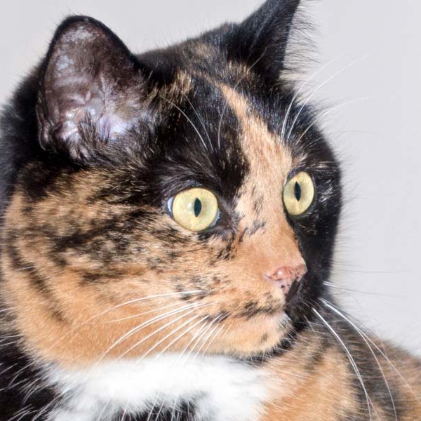 Kätzin Nala  /  © 2016 Arche KaNaum (NH) Kätzin Nala / © 2016 Arche KaNaum (NH)