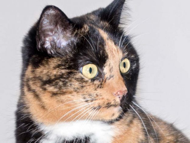 Kätzin Nala / © 2016 Arche KaNaum (NH)