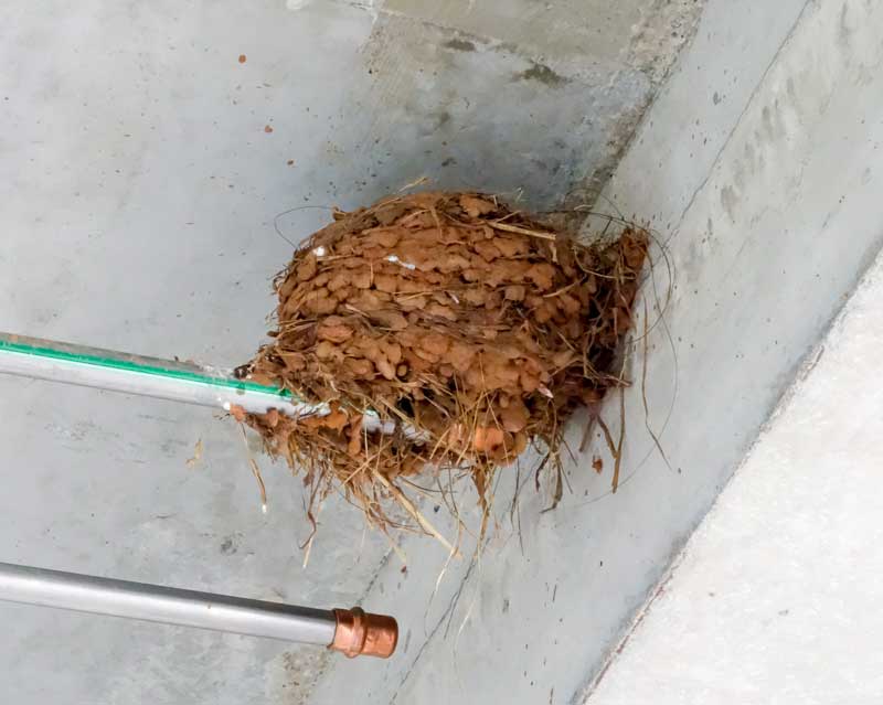 Schon wieder neue Bewohner ... / © 2014 Arche KaNaum (NH)