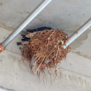 Unseren kleinen Gästen wird's langsam etwas eng ... / © 2014 Arche KaNaum (NH)