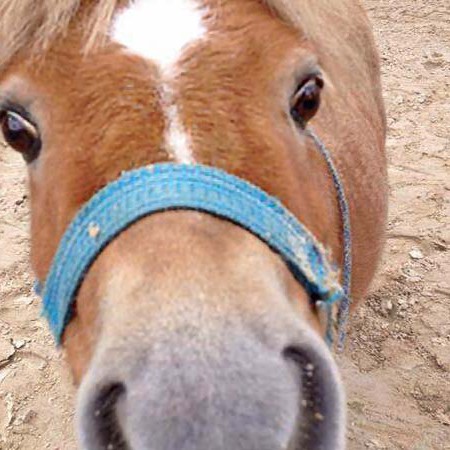 Gnadenhof-Pferd Emma / © 2014 Arche KaNaum (DN)