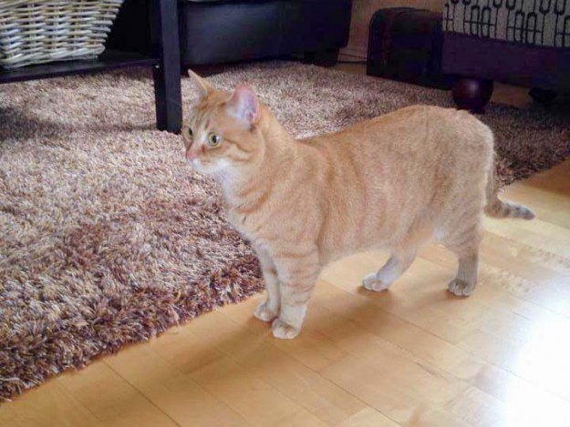 Kätzin Eule im neuen Zuhause / © 2014 Privat