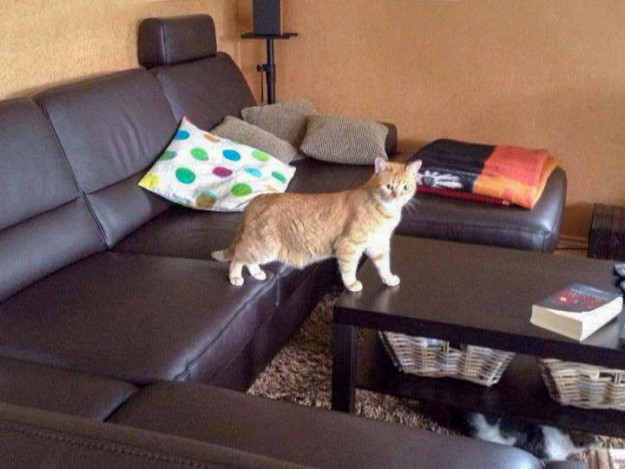 Kätzin Eule im neuen Zuhause / © 2014 Privat