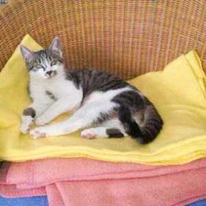 Vermisst: Kätzin Maja / © 2014 Privat