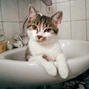 Vermisst: Kätzin Maja / © 2014 Privat