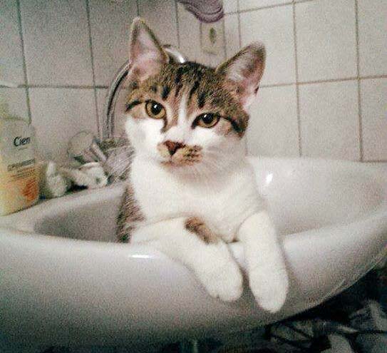 Vermisst: Kätzin Maja / © 2014 Privat