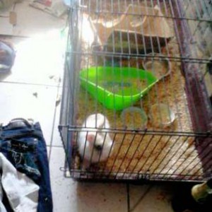 Kaninchen Flip in seinem alten „Zuhause“ Kaninchen Flip in seinem alten "Zuhause" / © 2014 Privat