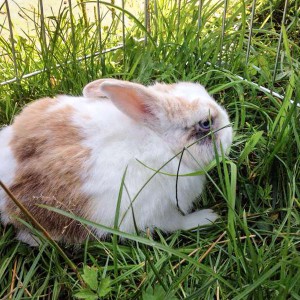 Kaninchen Flip Kaninchen Flip / © 2014 Arche KaNaum (AE)