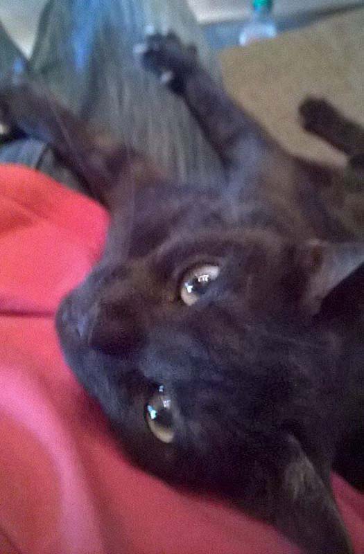 Zuhause gesucht: Kätzin Coffee / © 2014 Privat