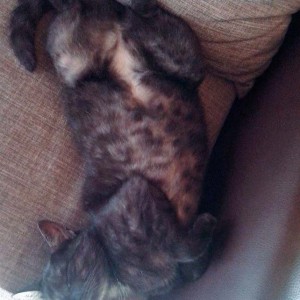 Zuhause gesucht: Kätzin Coffee / © 2014 Privat